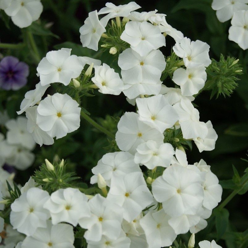 Phlox grandiflora, Alba Grandiflora