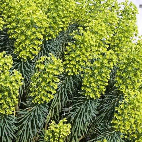 Euphorbia characias, Albanian Spurge - Pb6.5