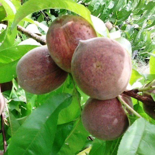 Peach Blackboy - Pb18/28