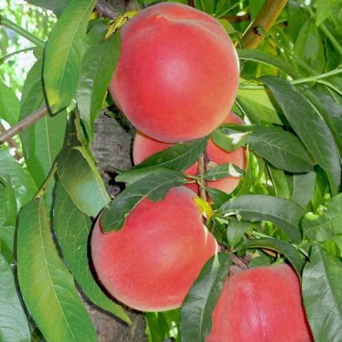 Peach Elegant Lady - Pb28