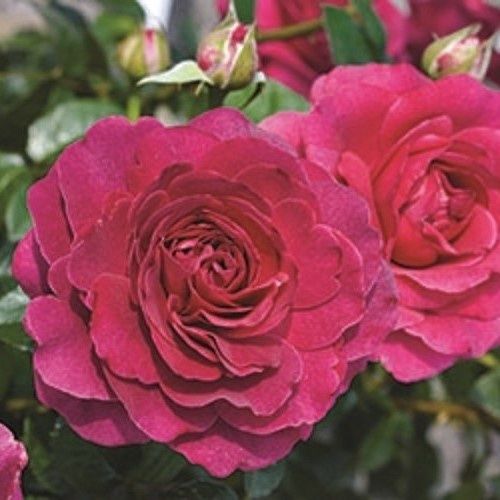 Rose Showpiece Berry - 2.5Ltr
