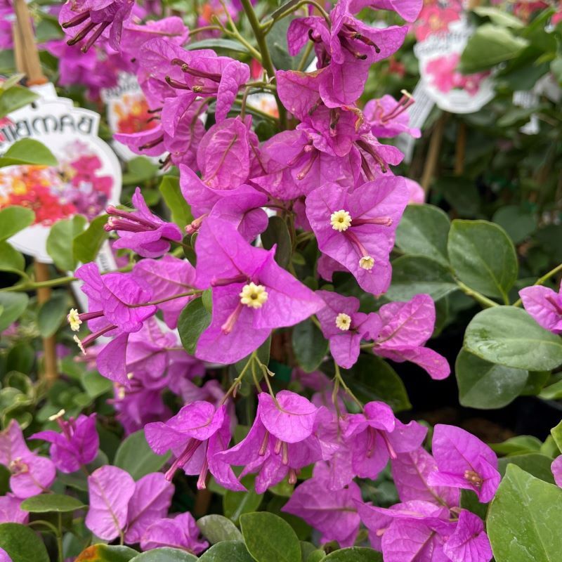 Bougainvillea Babybino Mimi