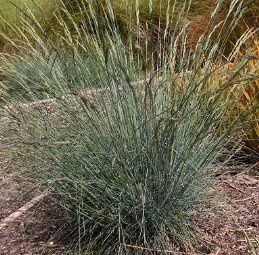 Festuca Banks Peninsula Blue - Pb3 (5/20)