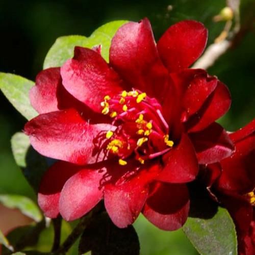 Camellia Night Rider - Pb6.5