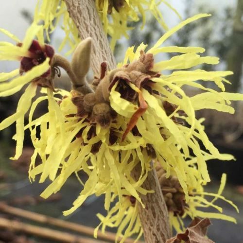 Hamamelis x Pallida - pb18/28 (80/100)