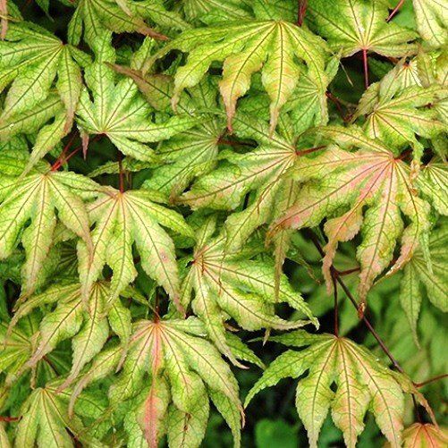 Acer Aka Shigitatsu Sawa - Pb18