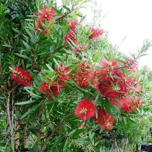 Callistemon Red Clusters - Pb6.5 (60/120)