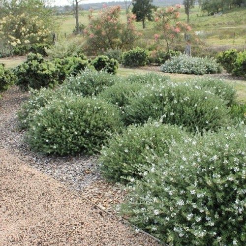 Westringia Mundi, Coastal Rosemary - 4Ltr