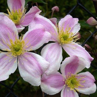 Clematis Giant Star