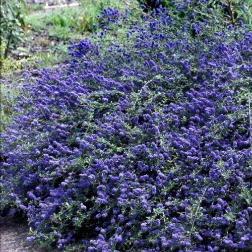 Ceanothus Blue Carpet - Pb5 (15/20)