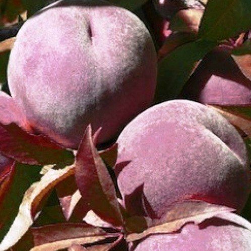 Peach Hiawatha - Pb18