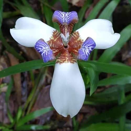 Neomarica northiana, Walking Iris - Pb6.5