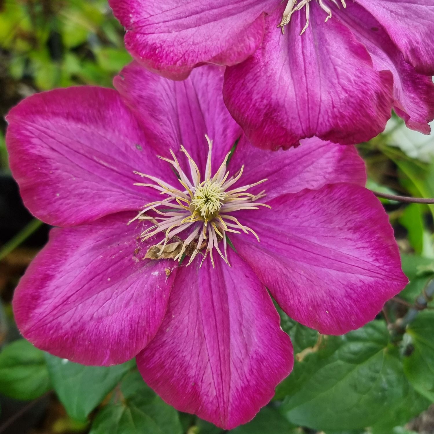 Clematis hybrid Ville de Lyon
