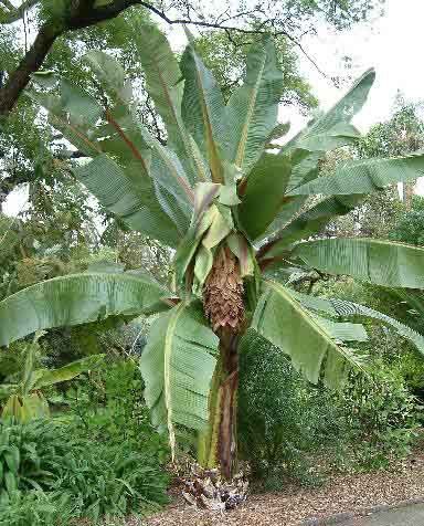 Ensete ventricosum, (Musa ensete) - Pb6.5 (50/80)