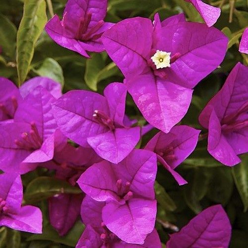 Bougainvillea Magnifica Traillii – 2Ltr