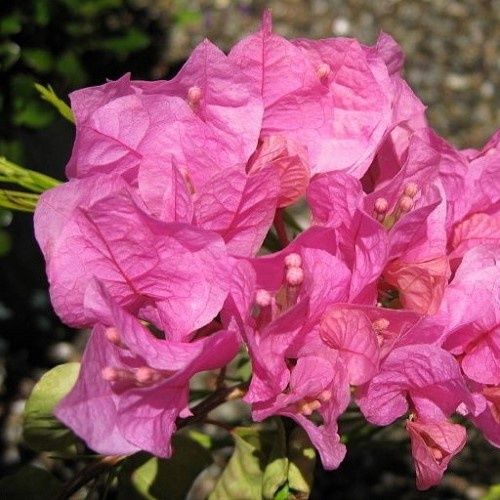 Bougainvillea Ningili - 2Ltr