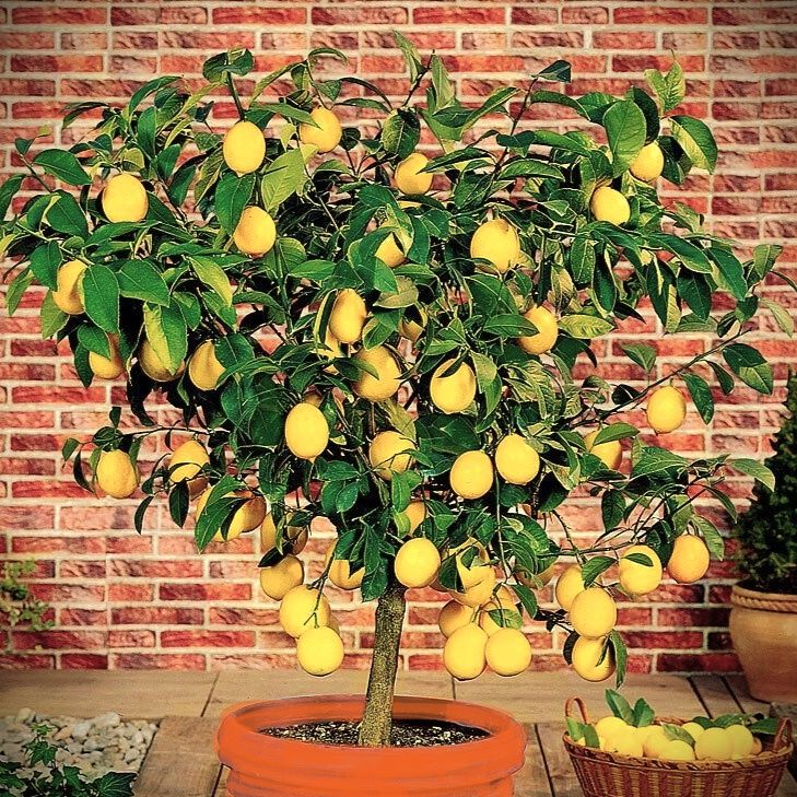 Lemon Lemonade - Pb12