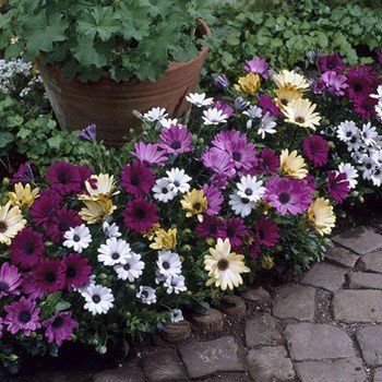 Osteospermum, African Daisy (mixed colours) - Pb6.5