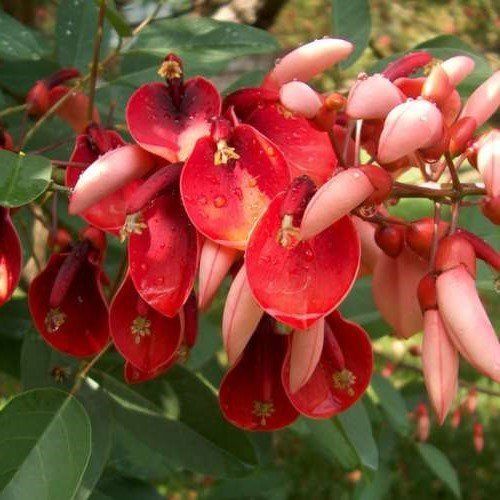Erythrina crista-galli - Pb6.5