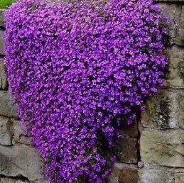 Aubrieta Purple Cascade - Pot