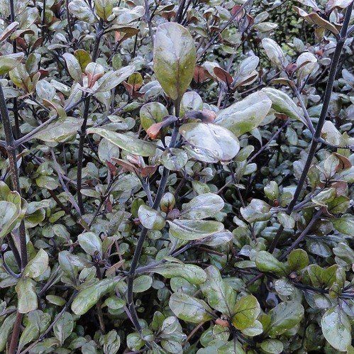 Coprosma brockeii - Pb5 (40/60)