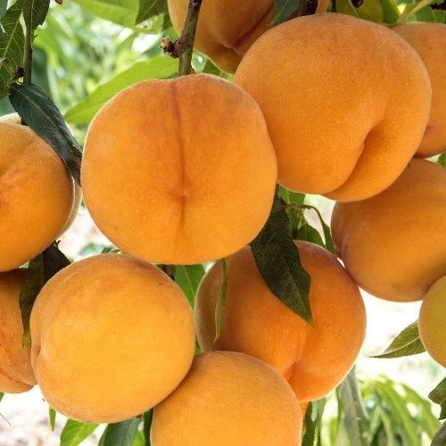 Peach Freestone Queen - Pb18