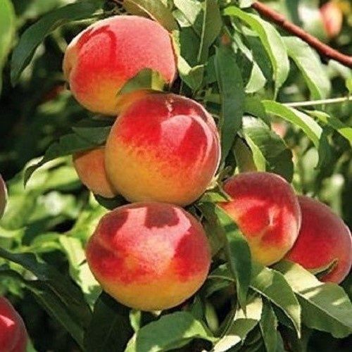 Peach Sweet Perfection - 4.7Ltr