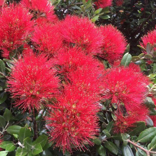 Metrosideros e. Vibrance, Pohutukawa- 2.5Ltr