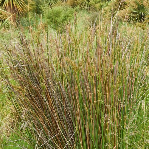 Juncus pallidus, Pale Rush - Pb5 (80/120)