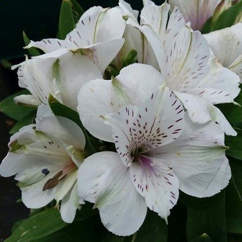 Alstroemeria Inticancha Magic White, Peruvian Lily - 2.5Ltr