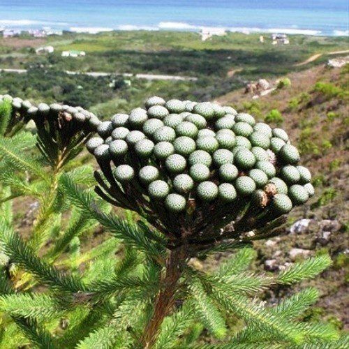 Brunia albiflora - Pb6.5