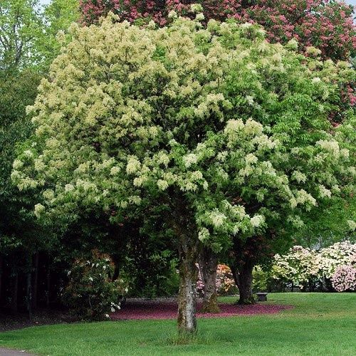 Fraxinus ornus, Flowering Ash - Pot