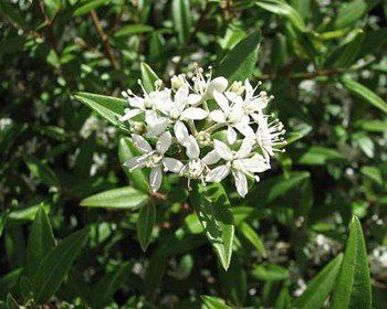 Phebalium squameum, Satin Wood - Pb6.5