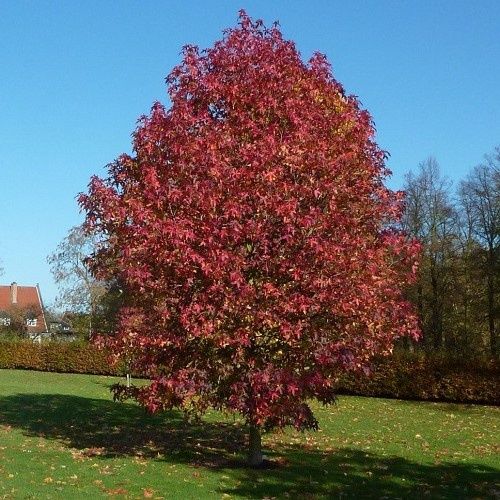 Liquidambar Palo Alto, Sweetgum - Pb40/35ltr