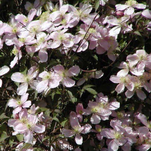 Clematis Rubens - 2.5Ltr