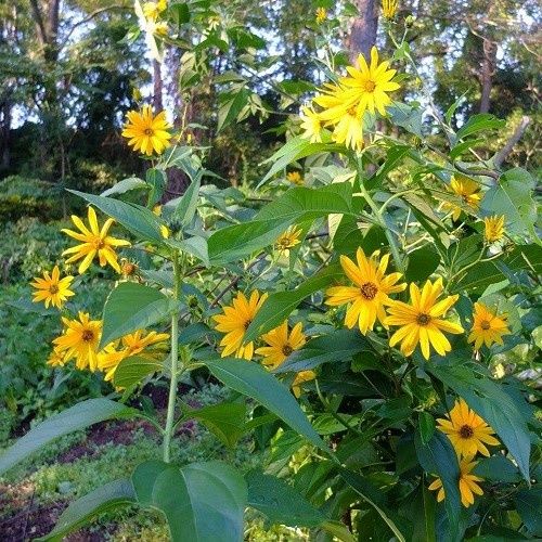 Helianthus tuberosus, Jerusalem Artichoke