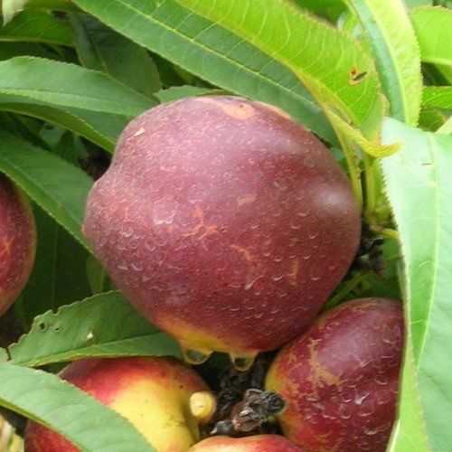 Nectarine Garden Delight (dwarf) - Pb12/18