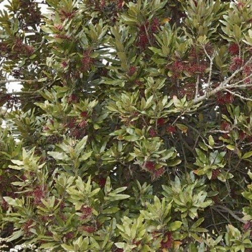 Knightia excelsa - 2Ltr (40/80)