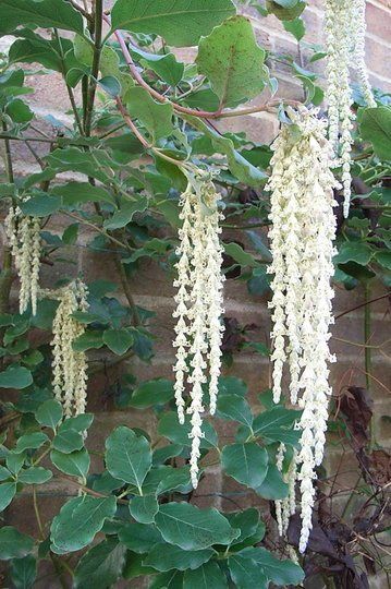 Garrya James Roof, Silk Tassel Shrub