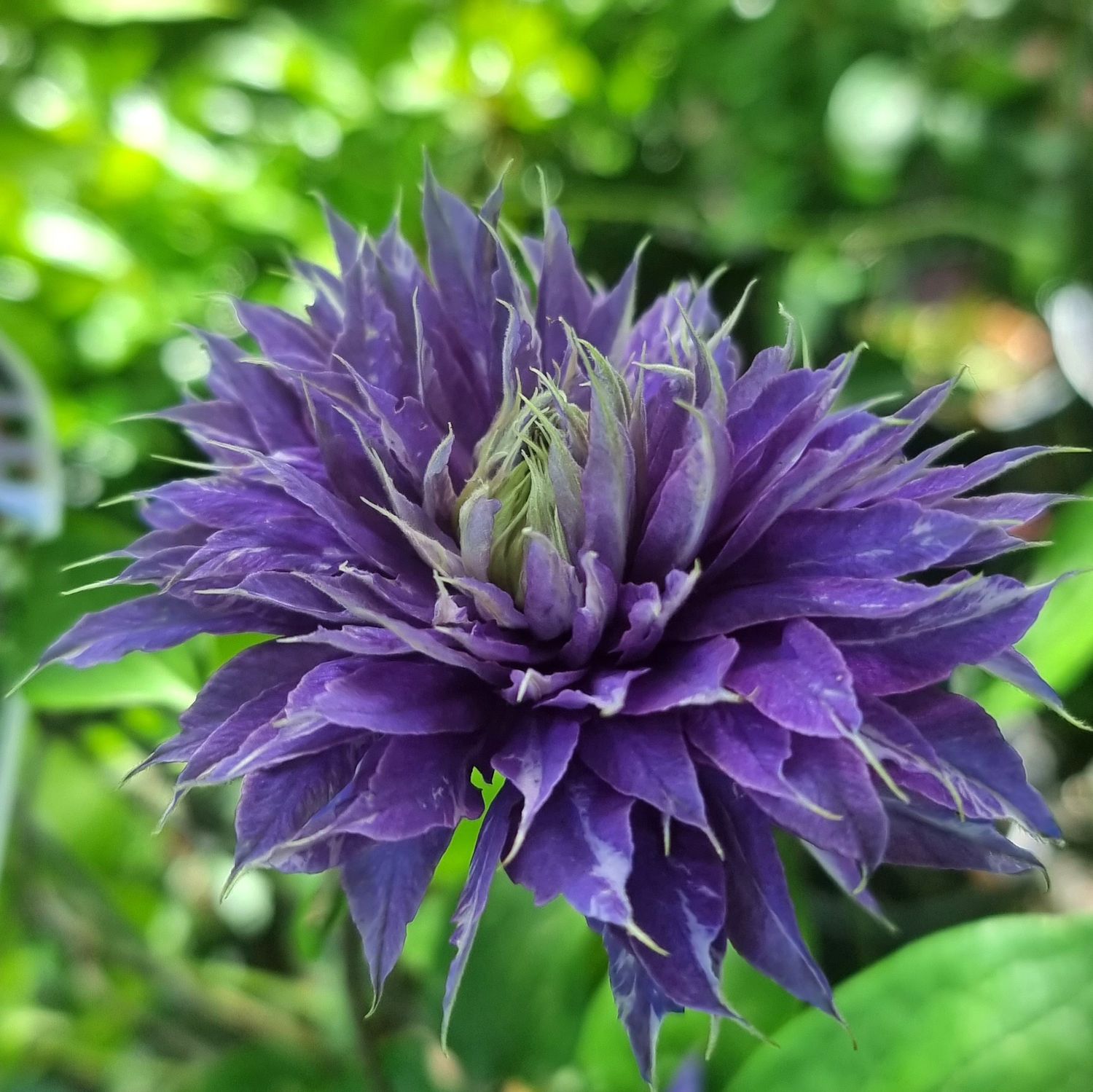 Clematis hybrid Belle of Taranaki