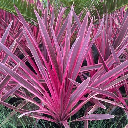 Cordyline x Pink Passion - 2.5Ltr