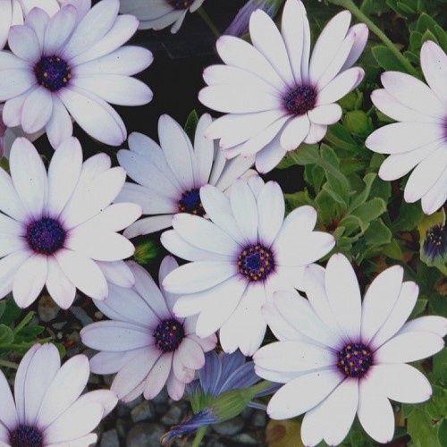 Osteospermum Cobalt Ice, African Daisy - 1.5Ltr