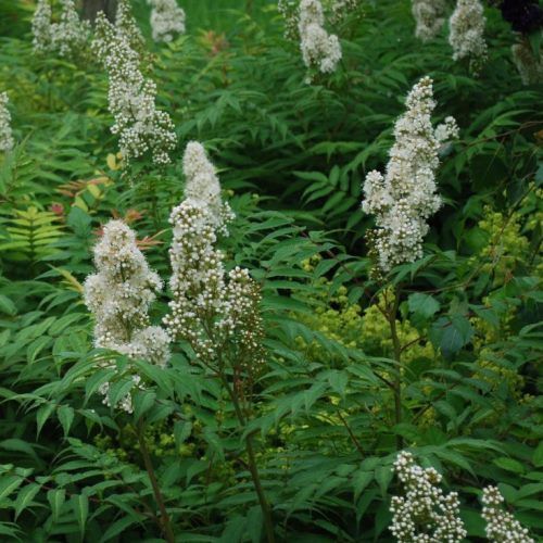 Sorbaria sorbifolia, False Spirea  - Pb6.5