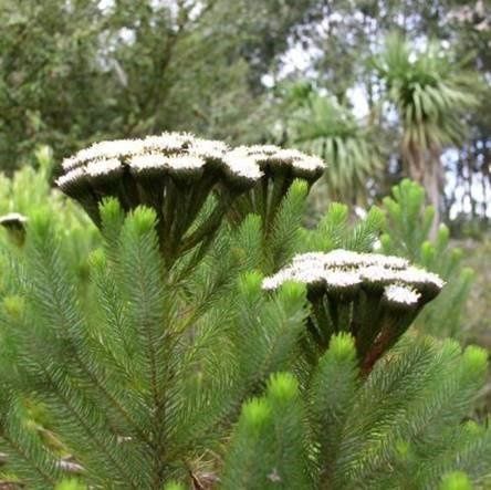 Brunia Coffee Bush - 1.5Ltr