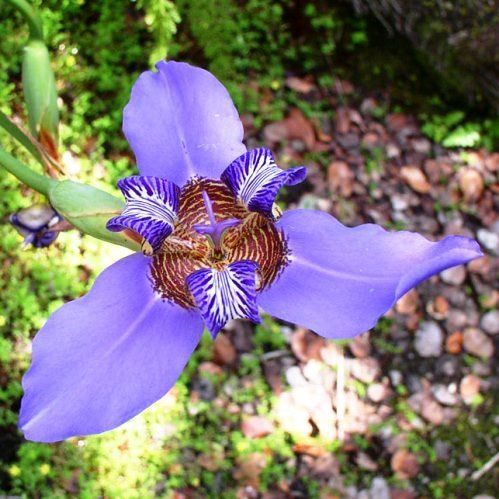 Neomarica caerulea, Walking Iris - 2.5L