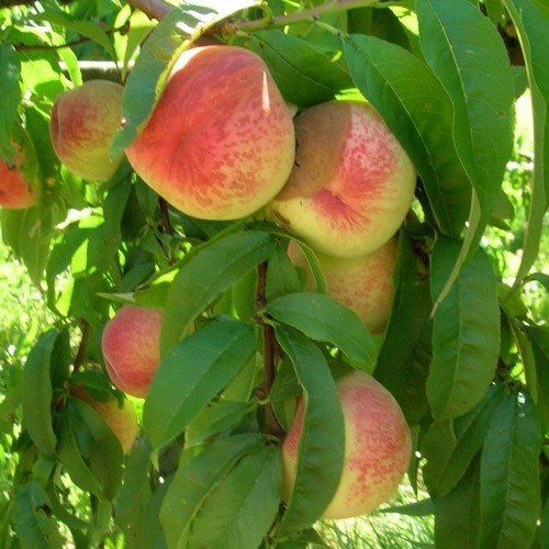 Peach Yumyeong - Pb18