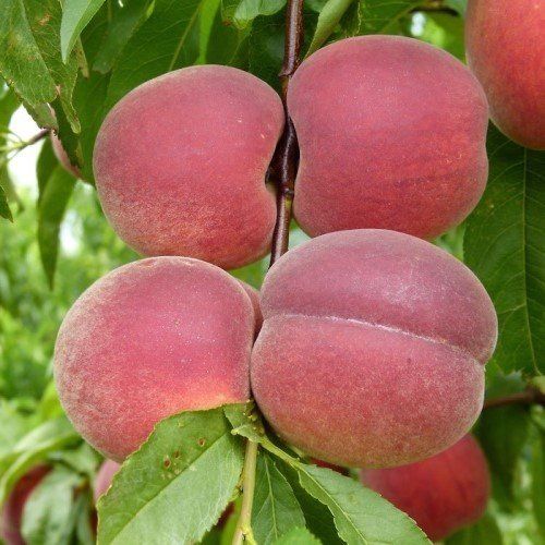 Peach Spring Lady - Pb12