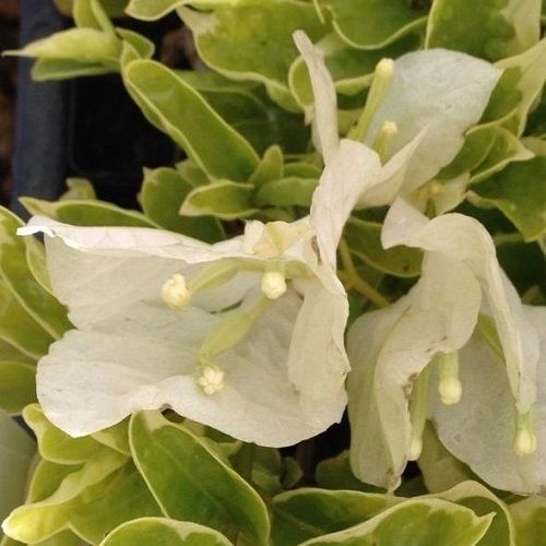 Bougainvillea Purity - 2Ltr