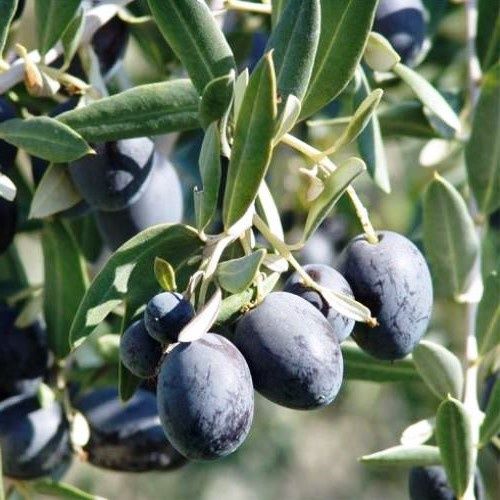 Olive Leccino - 25Ltr