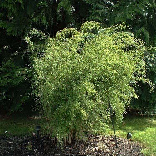 Fargesia nitida, Fountain Bamboo - 2.5Ltr